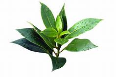 tea tree